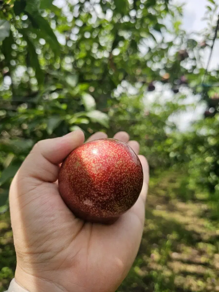 고당도 후무사 피자두2kg 산지직송